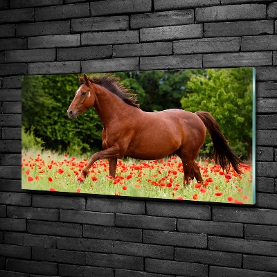 Glazen schilderij Een paard in een veld vol klaprozen