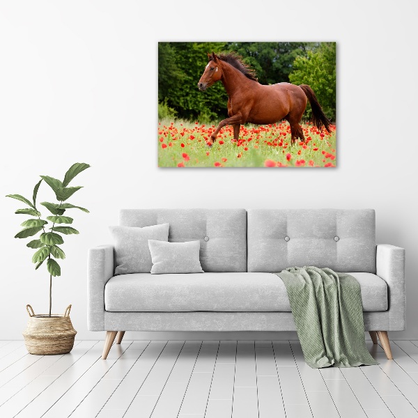 Glazen schilderij Een paard in een veld vol klaprozen