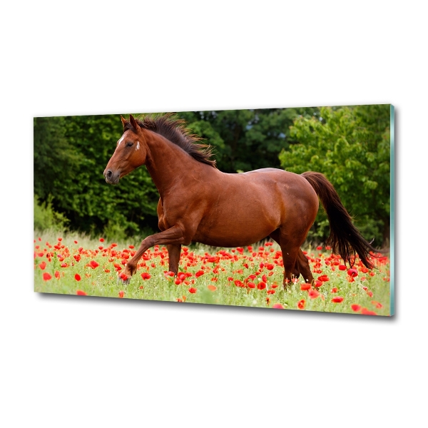 Glazen schilderij Een paard in een veld vol klaprozen