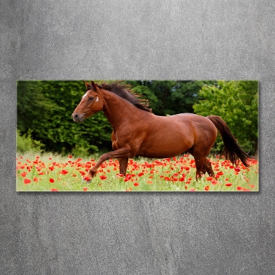 Glazen schilderij Een paard in een veld vol klaprozen