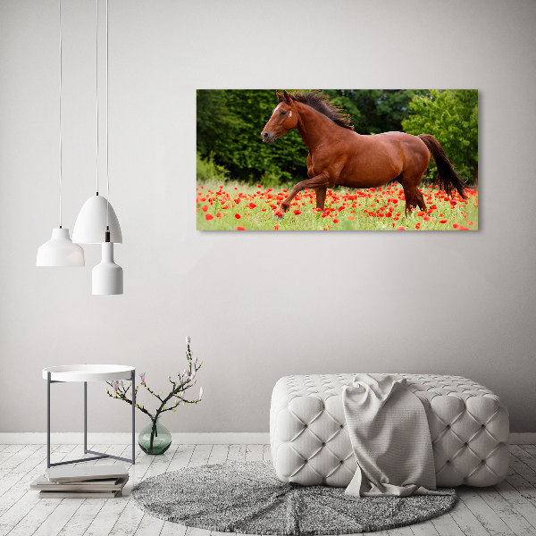 Glazen schilderij Een paard in een veld vol klaprozen