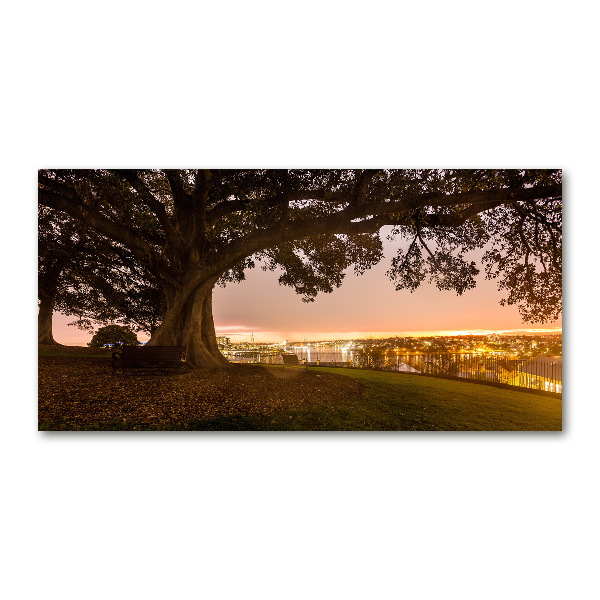 Foto schilderij op glas Oude boom