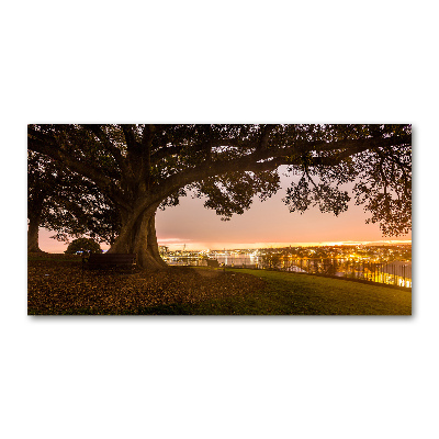 Foto schilderij op glas Oude boom