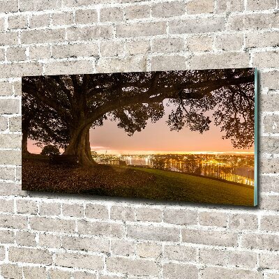 Foto schilderij op glas Oude boom