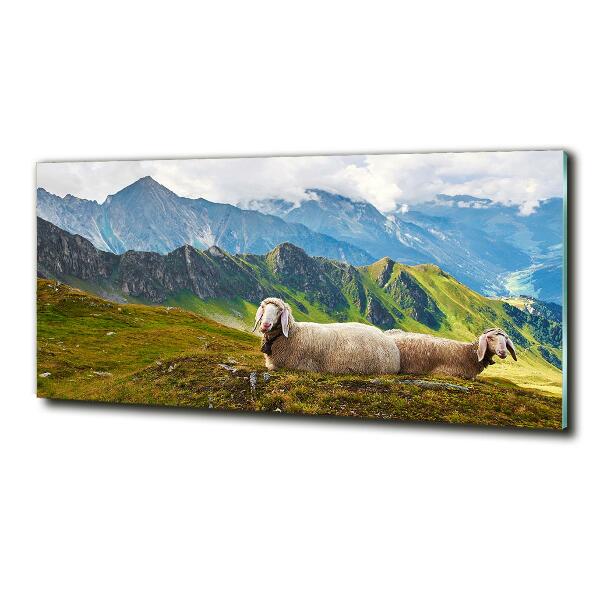 Foto schilderij op glas Schapen in de Alpen