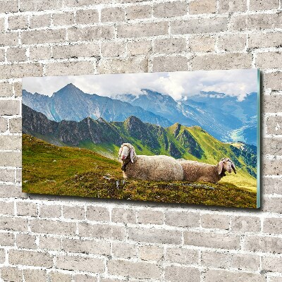 Foto schilderij op glas Schapen in de Alpen