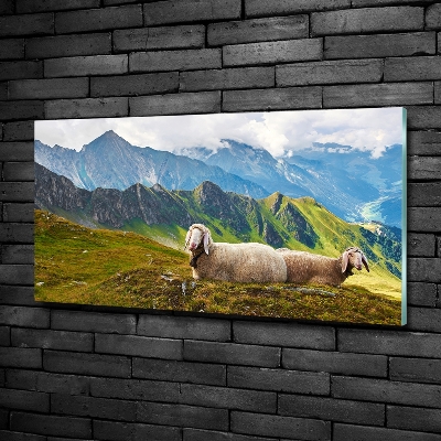 Foto schilderij op glas Schapen in de Alpen