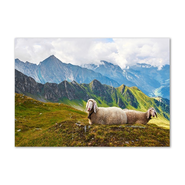 Foto schilderij op glas Schapen in de Alpen