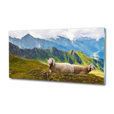 Foto schilderij op glas Schapen in de Alpen