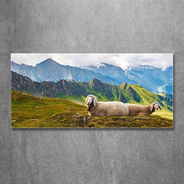 Foto schilderij op glas Schapen in de Alpen