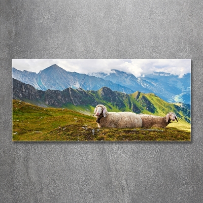 Foto schilderij op glas Schapen in de Alpen