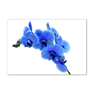 Schilderij op glas Blauwe orchidee