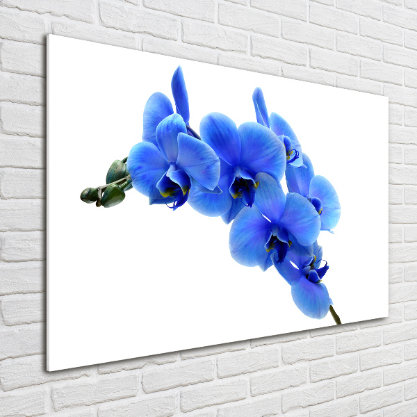 Schilderij op glas Blauwe orchidee
