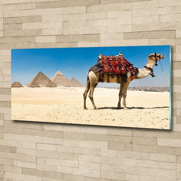 Glazen schilderij Kameel in Caïro