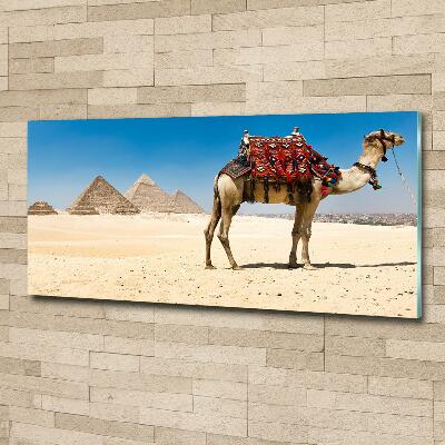 Glazen schilderij Kameel in Caïro