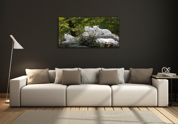 Schilderij op glas Witte wolven rocken
