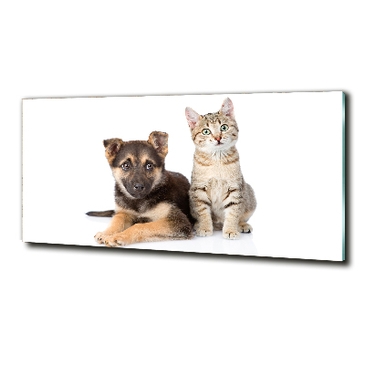 Foto schilderij op glas Hond en kat
