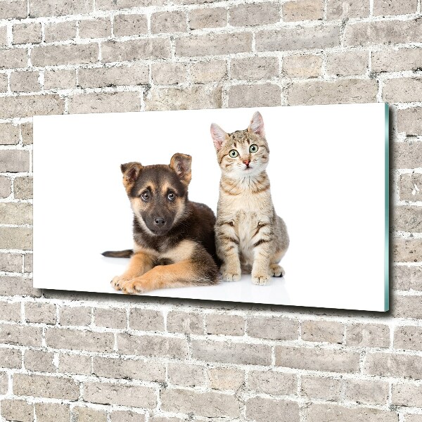 Foto schilderij op glas Hond en kat