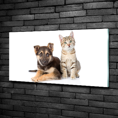 Foto schilderij op glas Hond en kat
