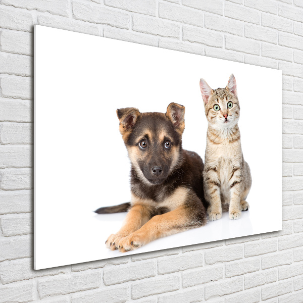 Foto schilderij op glas Hond en kat