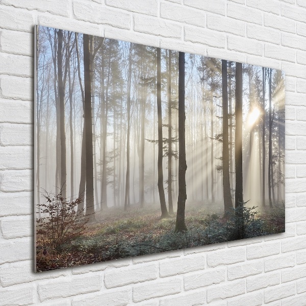 Foto schilderij op glas Mist in het bos