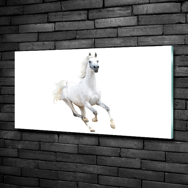 Foto schilderij op glas Wit Arabisch paard