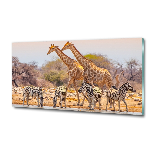 Schilderij glas Giraffen en zebra's