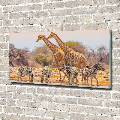Schilderij glas Giraffen en zebra's