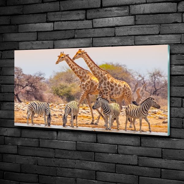 Schilderij glas Giraffen en zebra's