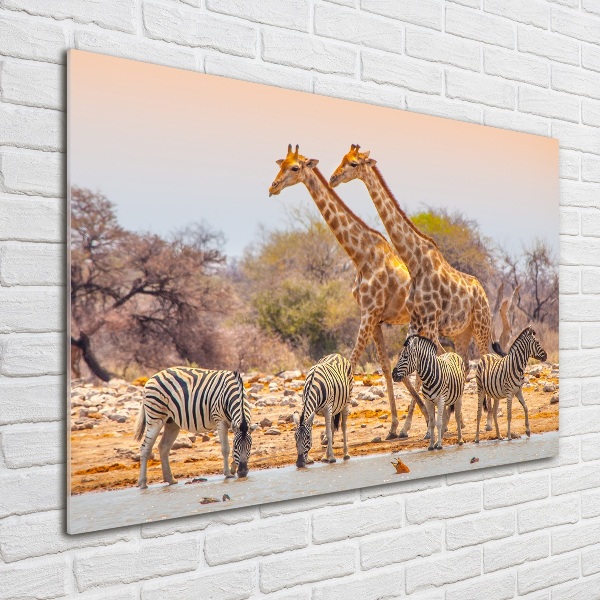 Schilderij glas Giraffen en zebra's