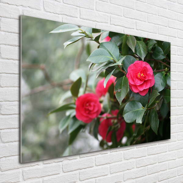 Schilderij op glas Camelia