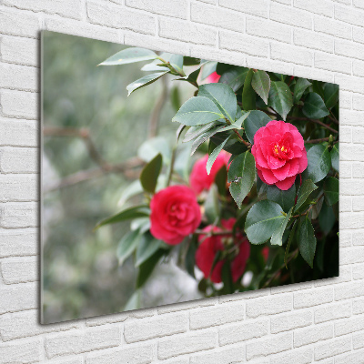 Schilderij op glas Camelia