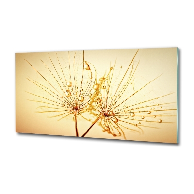 Glazen schilderij Paardenbloemzaden