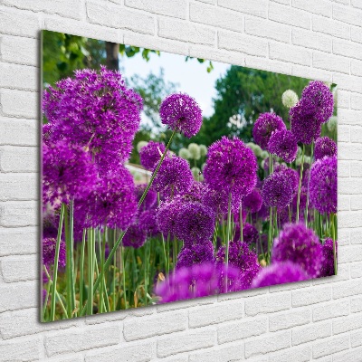 Schilderij op glas Knoflookbloemen