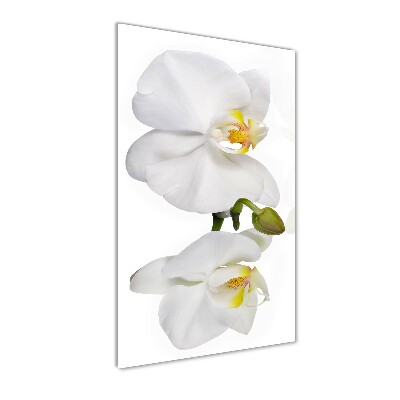 Verticale foto op glas Witte orchidee