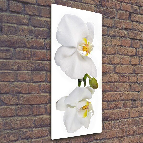 Verticale foto op glas Witte orchidee
