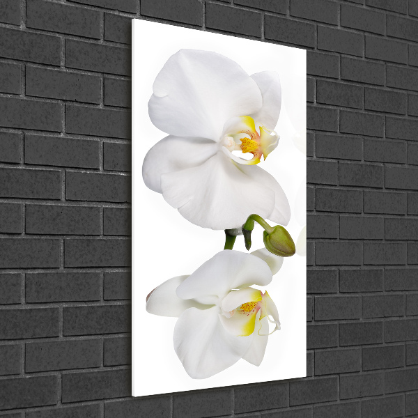 Verticale foto op glas Witte orchidee