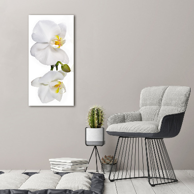 Verticale foto op glas Witte orchidee