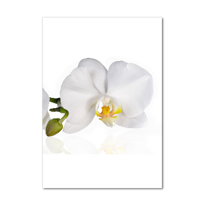 Verticale foto op glas Witte orchidee