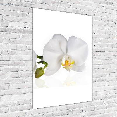 Verticale foto op glas Witte orchidee