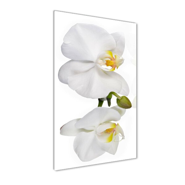 Verticale foto op glas Witte orchidee