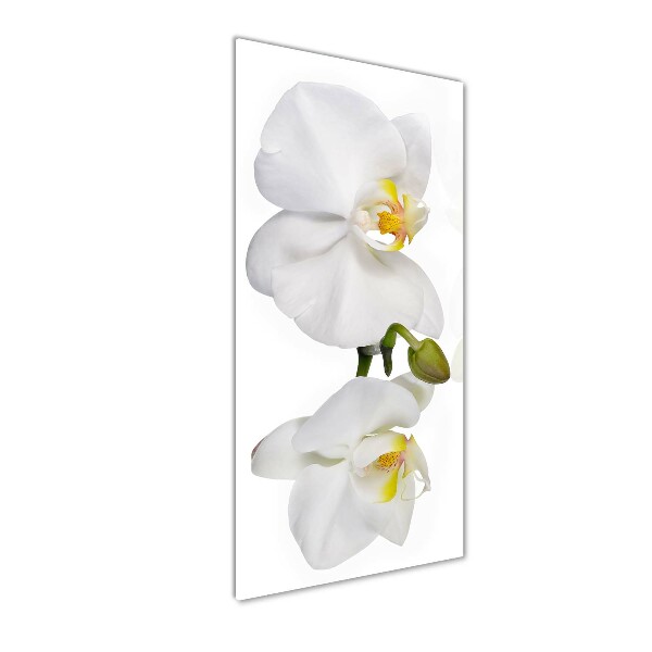 Verticale foto op glas Witte orchidee