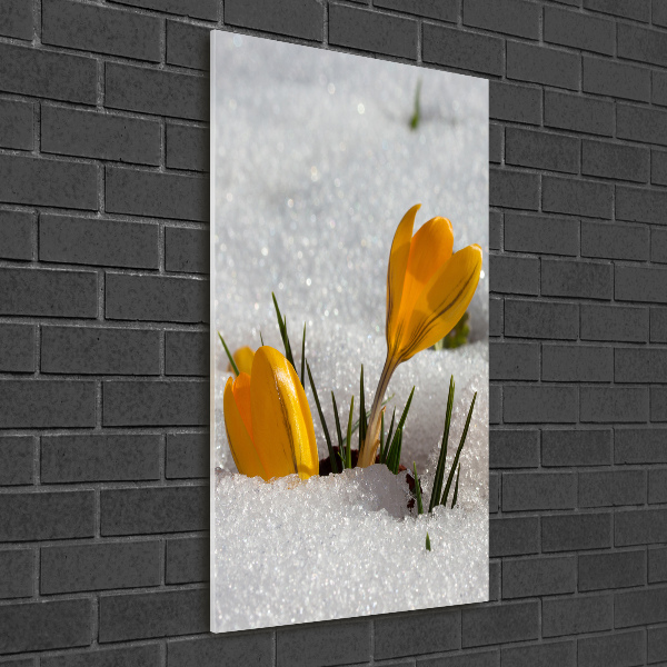 Verticaal glasschilderij Gele krokussen