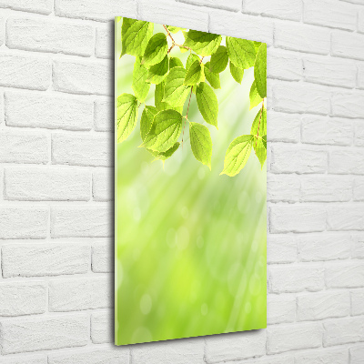 Verticale foto op glas Groene bladeren