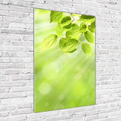 Verticale foto op glas Groene bladeren