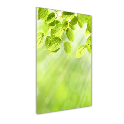 Verticale foto op glas Groene bladeren