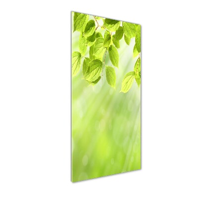 Verticale foto op glas Groene bladeren