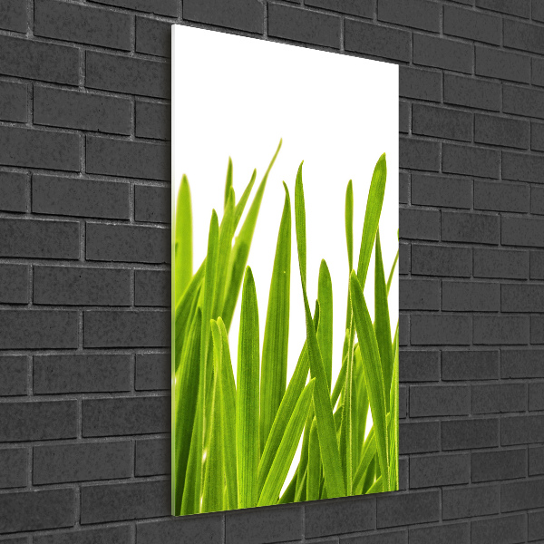 Verticale foto op glas Groen gras