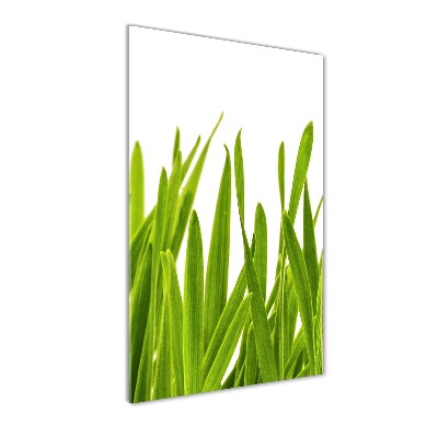 Verticale foto op glas Groen gras