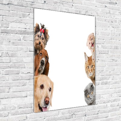 Verticale glasfoto Honden en katten